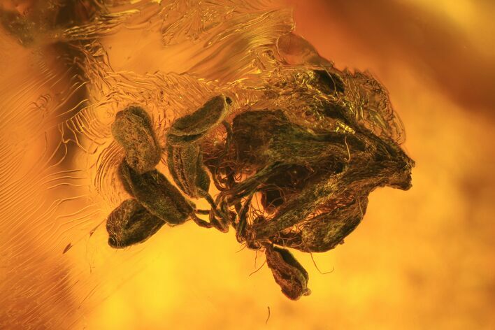 Detailed Fossil Male Oak Flower In Baltic Amber #93983